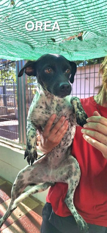 Oréa - Chien Pointer Anglais à adopter - photo 4