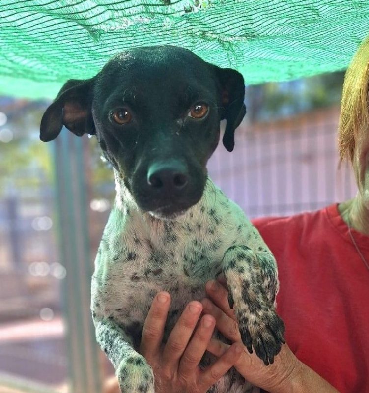 Oréa - Chien Pointer Anglais à adopter