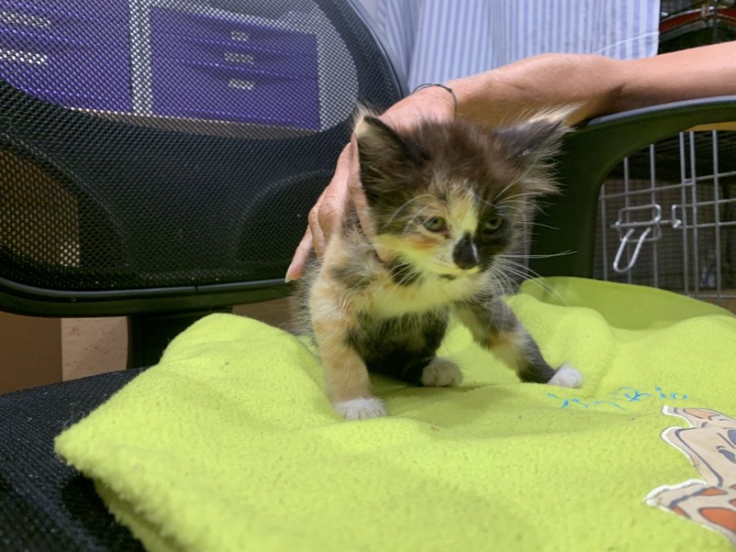Kali - Chat Européen à adopter