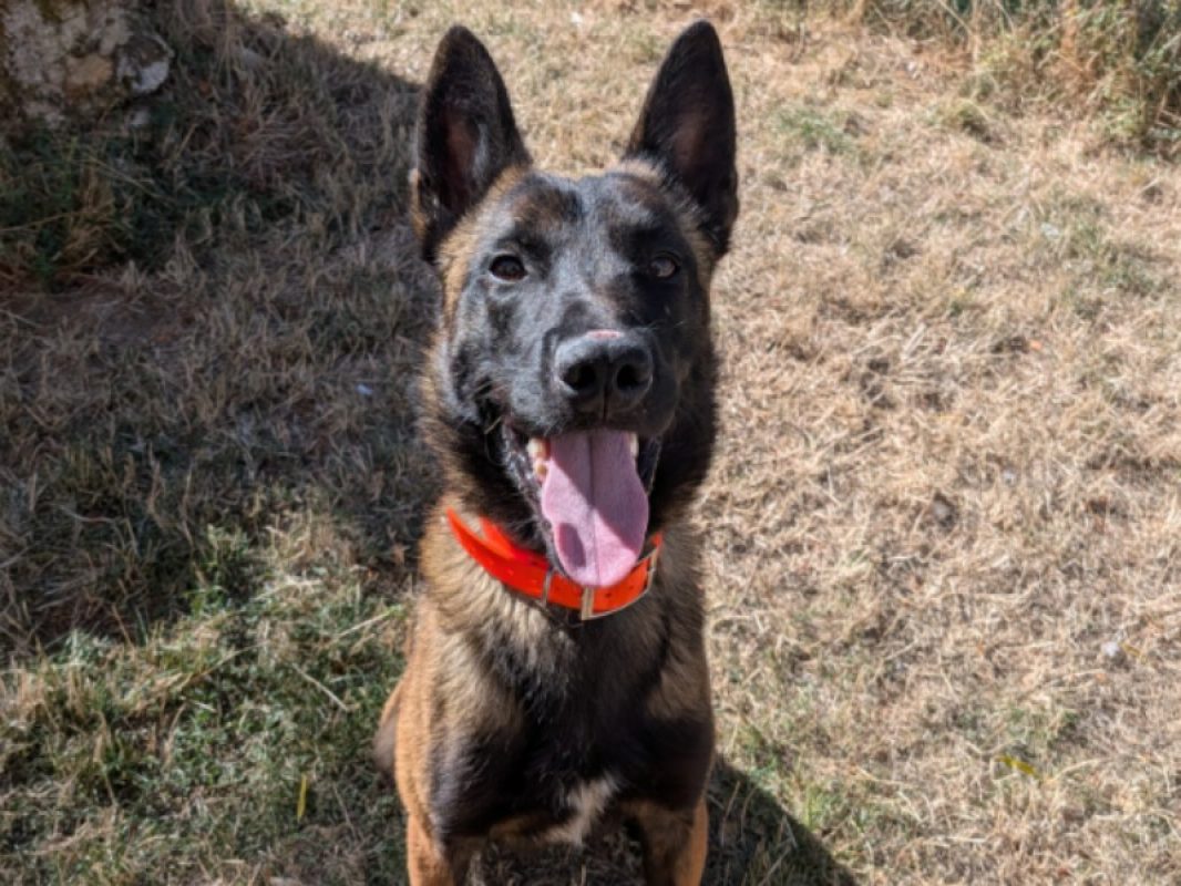 Qingdao - Chien Berger Belge Malinois à adopter