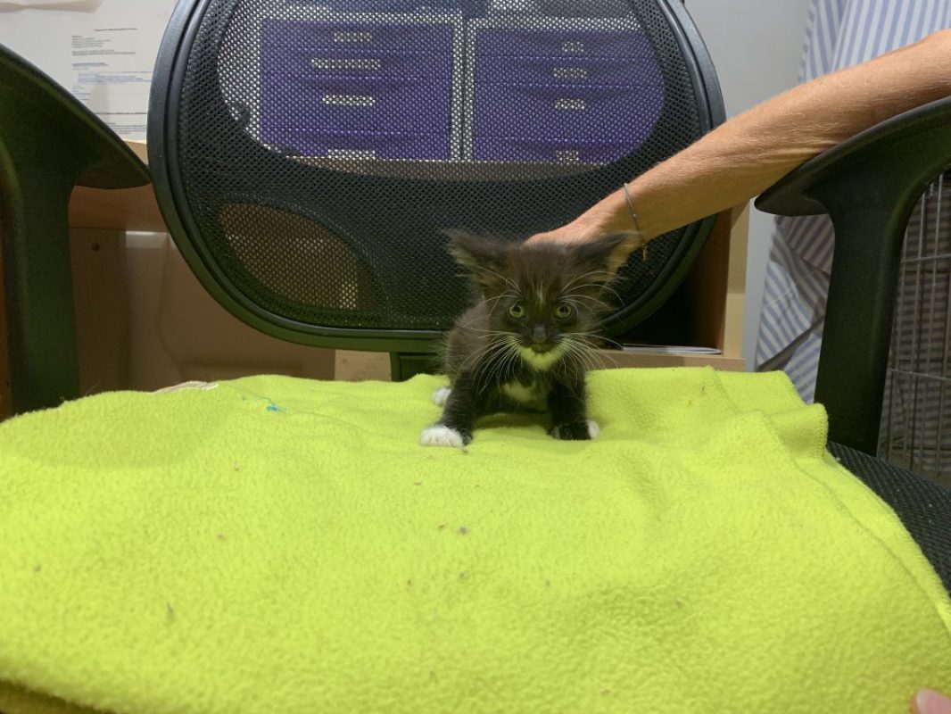 Eros - Chat Européen à adopter