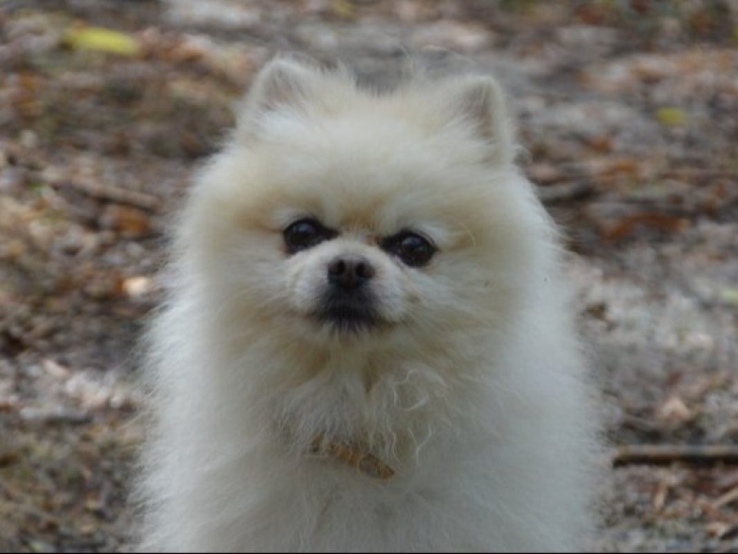 Poussin - Chien Spitz Allemand à adopter