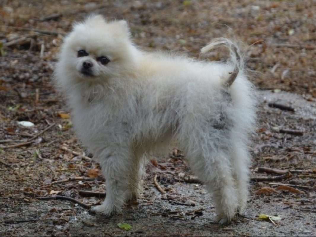 Poussin - Chien Spitz Allemand à adopter - photo 2