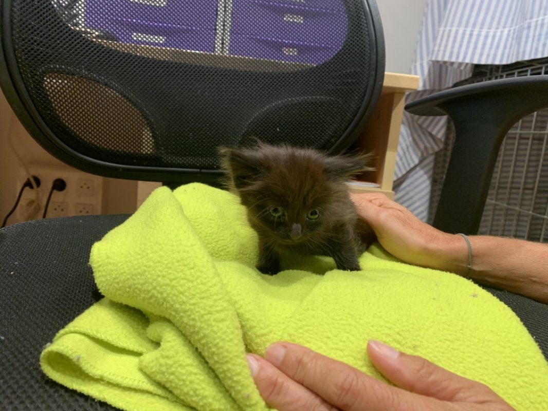 Orion - Chat Européen à adopter