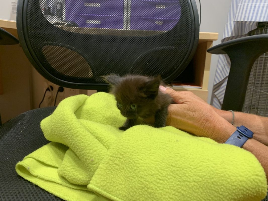 Orion - Chat Européen à adopter - photo 2