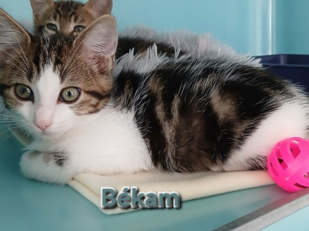 Békam - Chat Européen à adopter