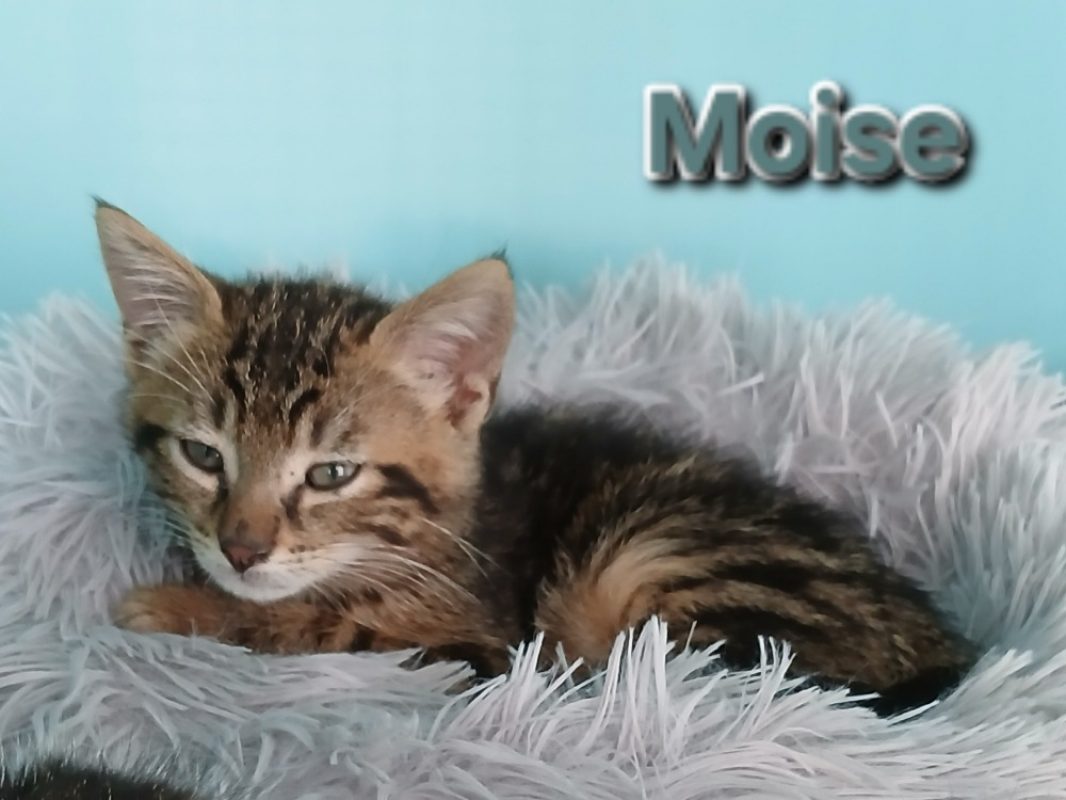 Moise - Chat Européen à adopter