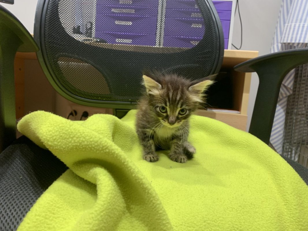 Adonis - Chat Européen à adopter