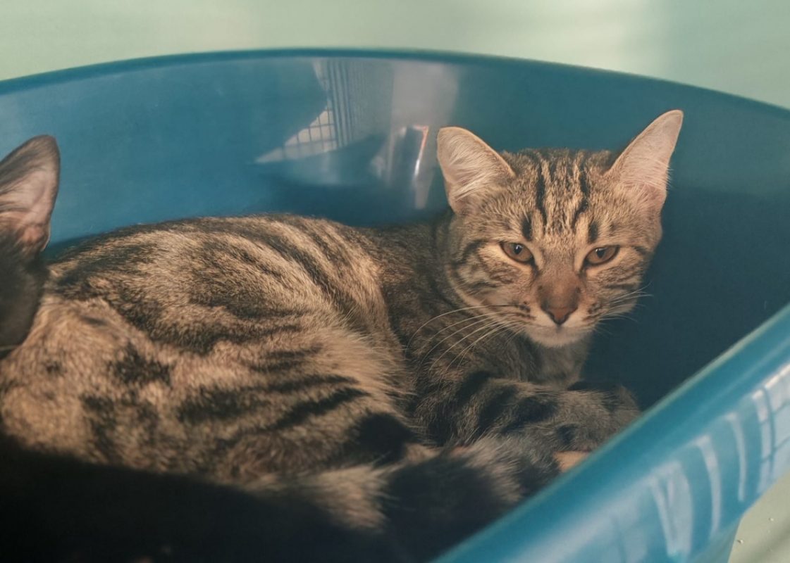 Kinoto - Chat Européen à adopter