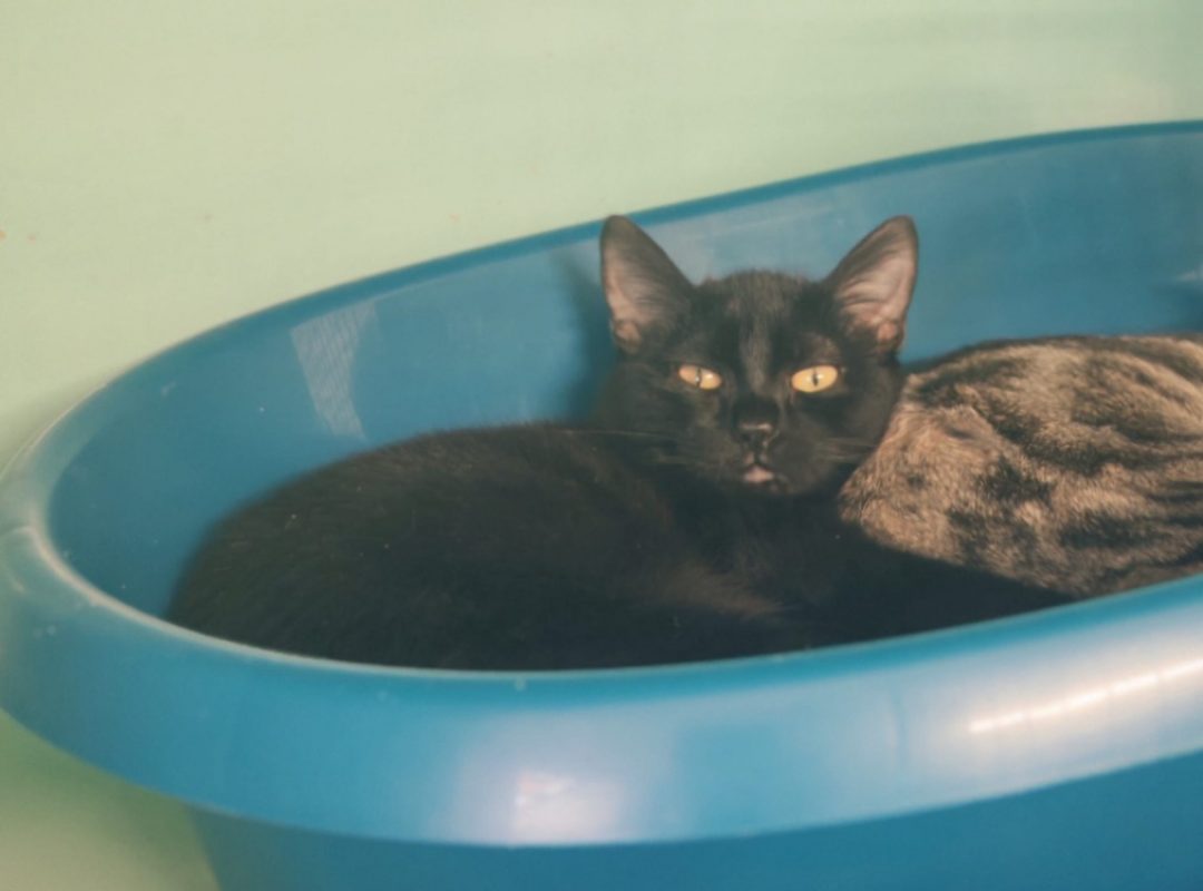Bambou - Chat Européen à adopter