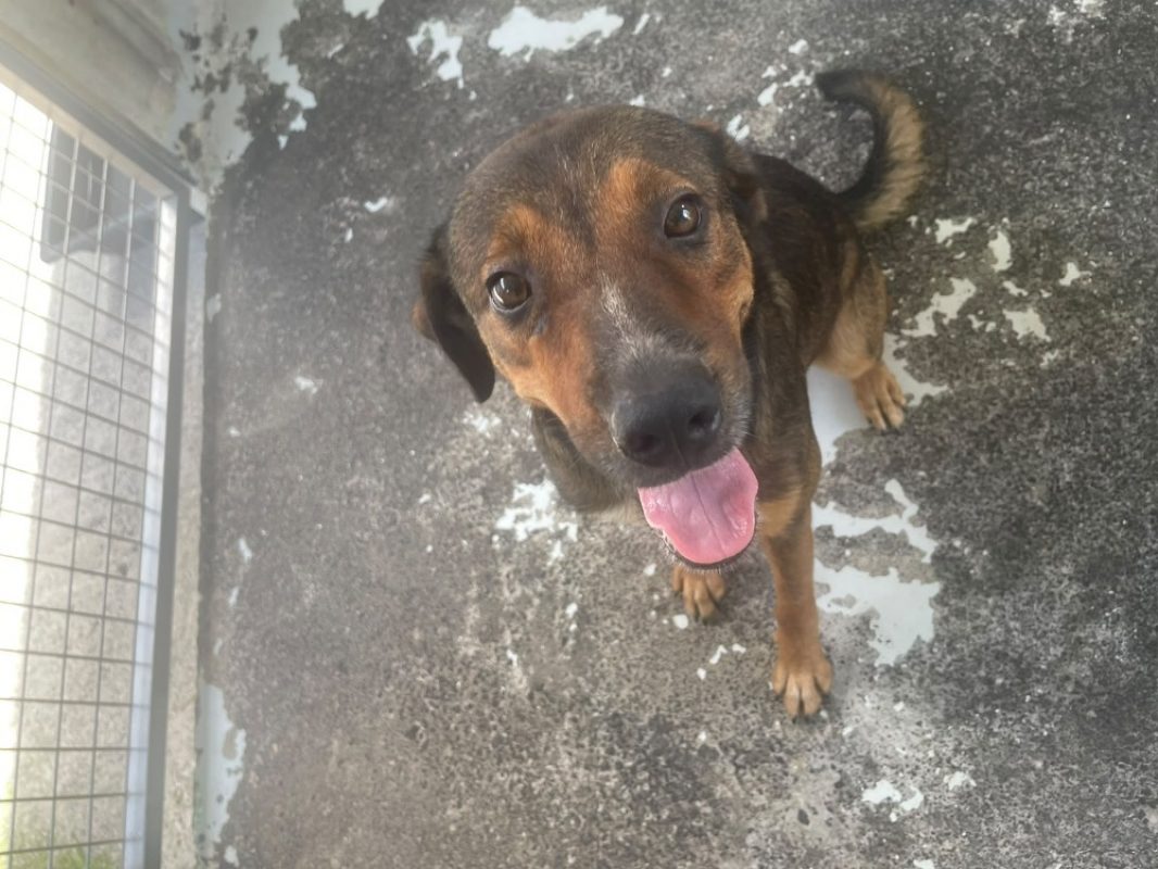 Wally - Chien à adopter