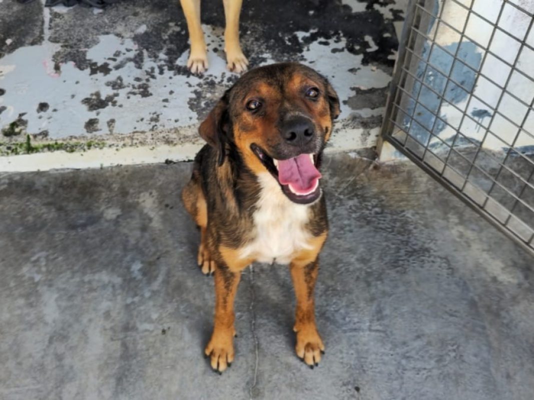 Wally - Chien à adopter - photo 2