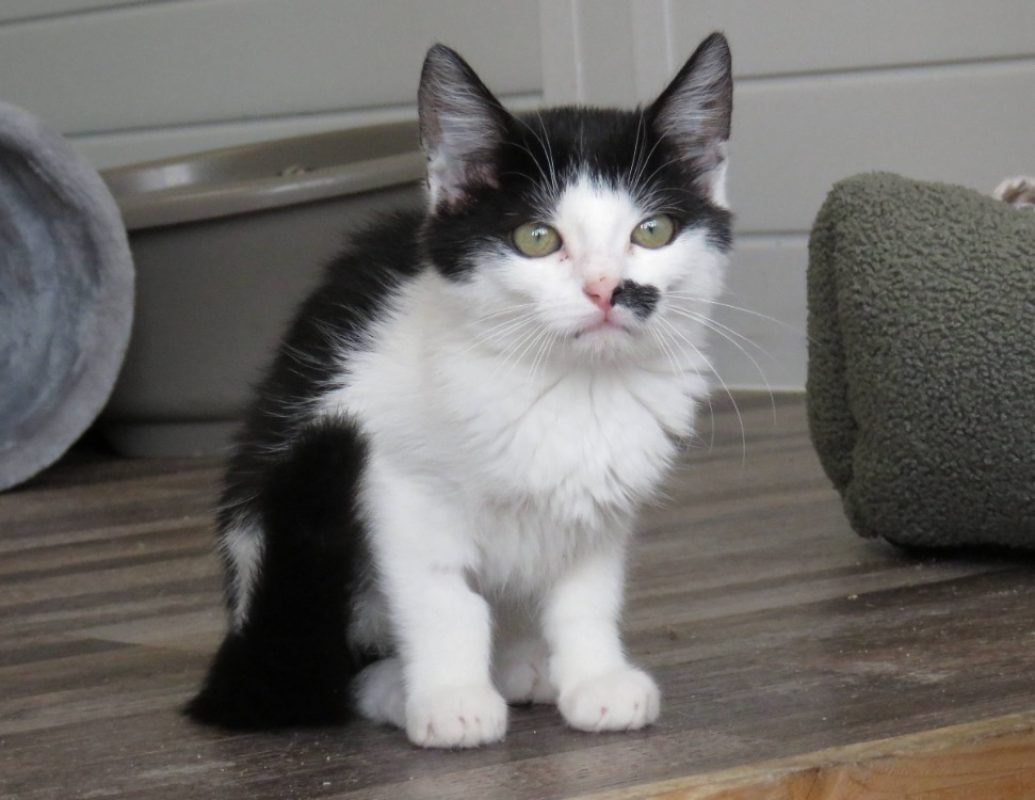 Bahia - Chat Européen à adopter