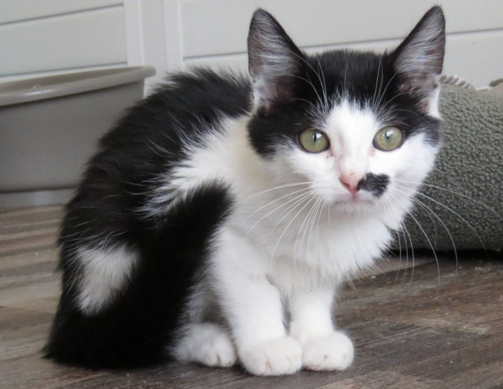 Bahia - Chat Européen à adopter - photo 2