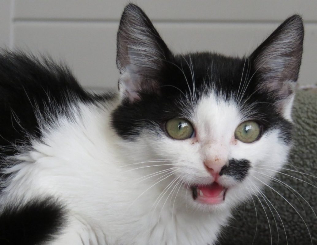 Bahia - Chat Européen à adopter - photo 3