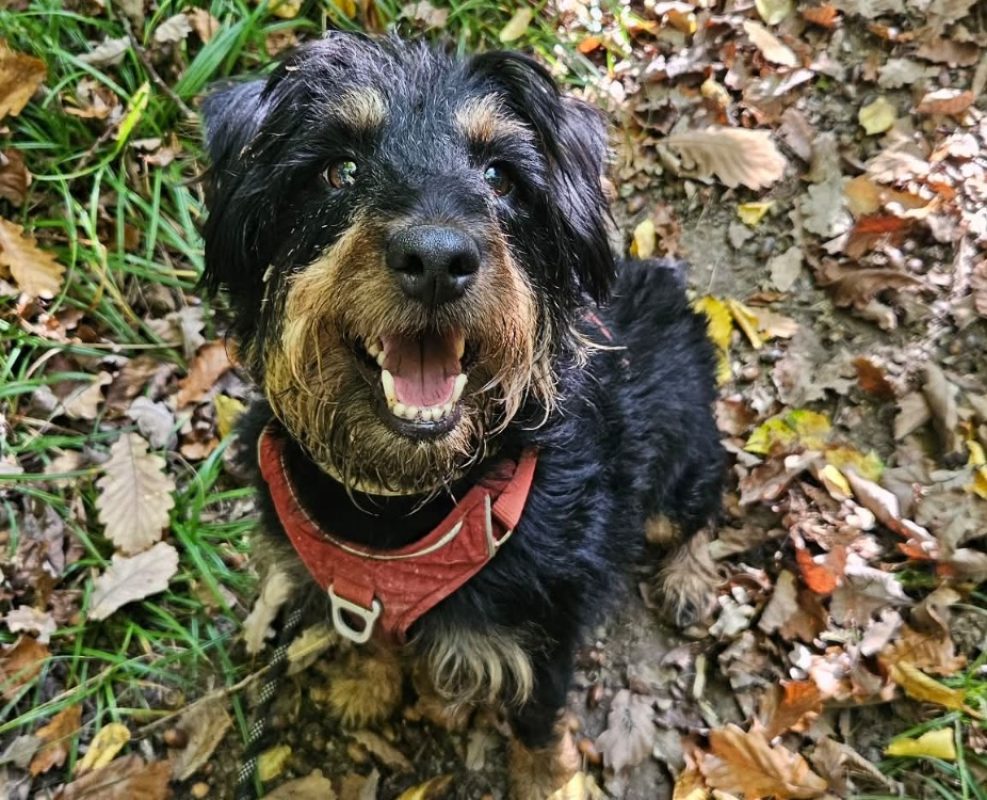 Salem - Chien à adopter - photo 8
