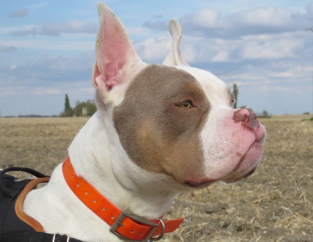 Pablo - Chien à adopter