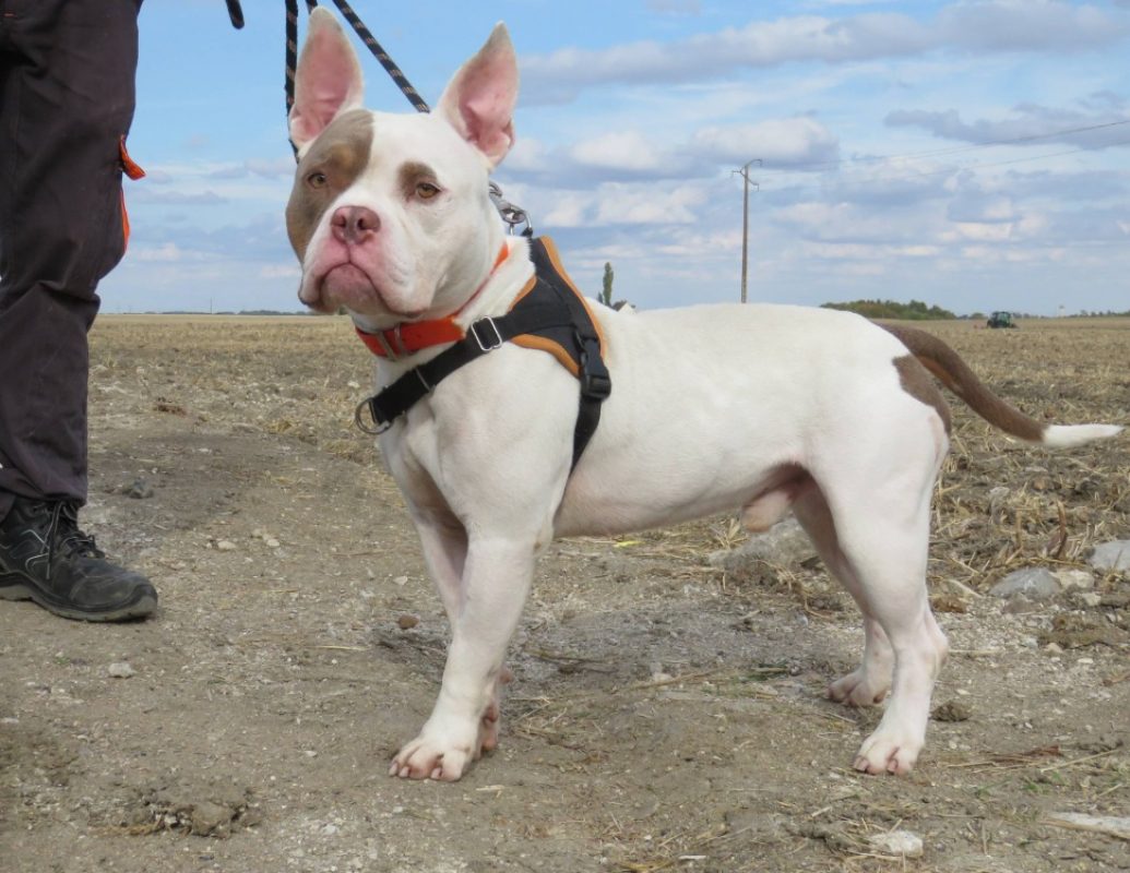 Pablo - Chien à adopter - photo 2