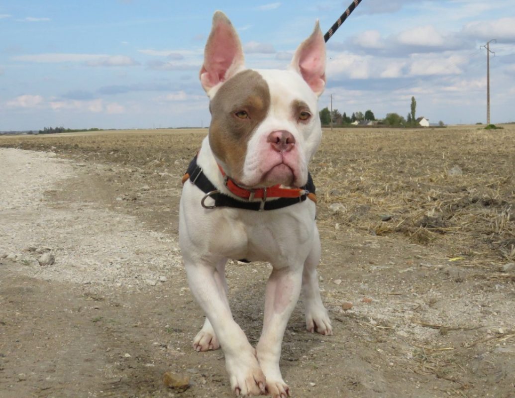 Pablo - Chien à adopter - photo 3