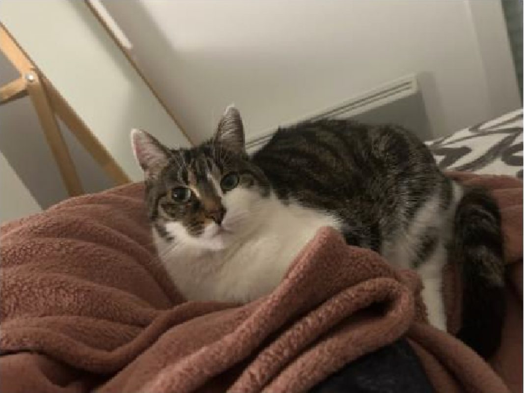 Plume - Chat Européen à adopter
