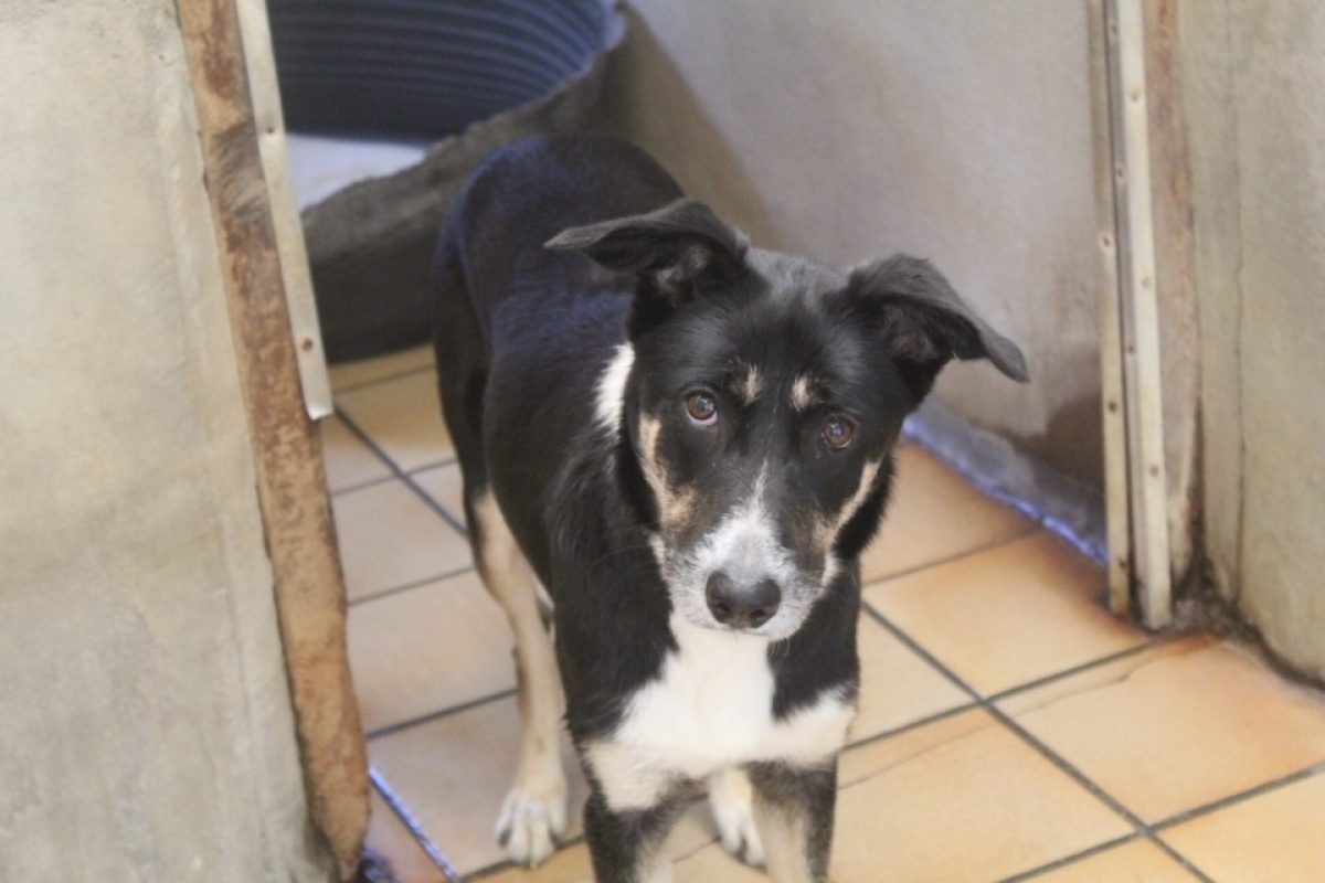 Bella - Chien Berger à adopter