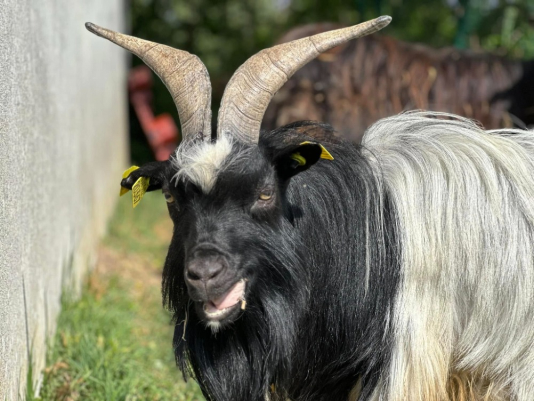 Photo #1 de Saint pierre