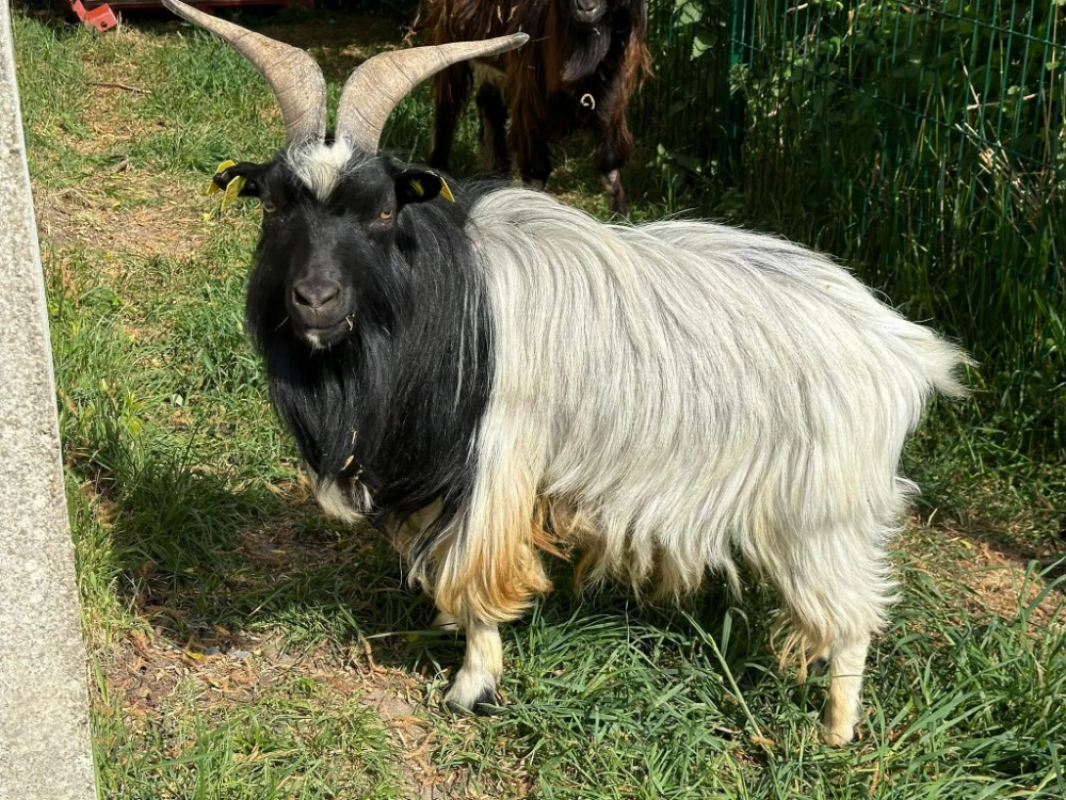 Photo #2 de Saint pierre