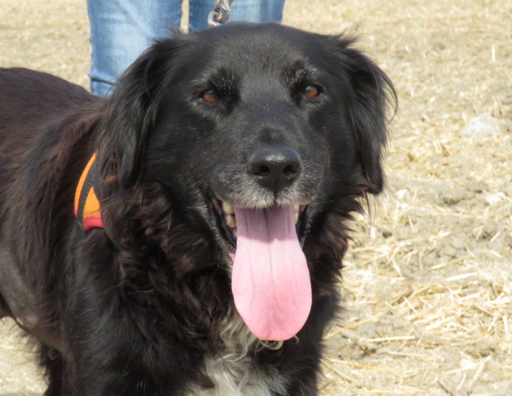Bora - Chien à adopter