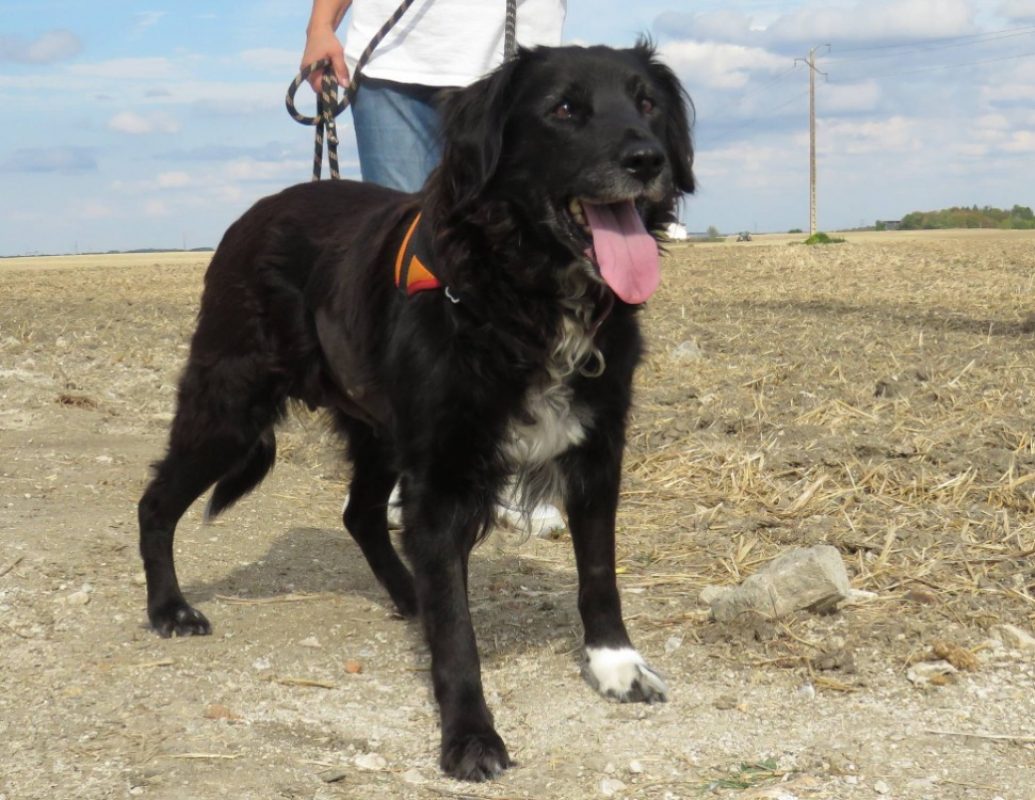 Bora - Chien à adopter - photo 2