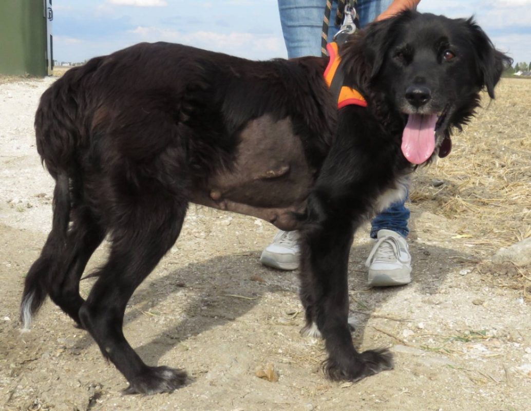 Bora - Chien à adopter - photo 3