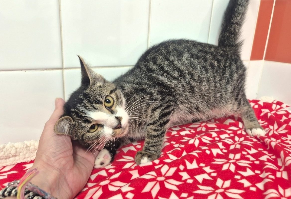 Chocapic - Chat Européen à adopter