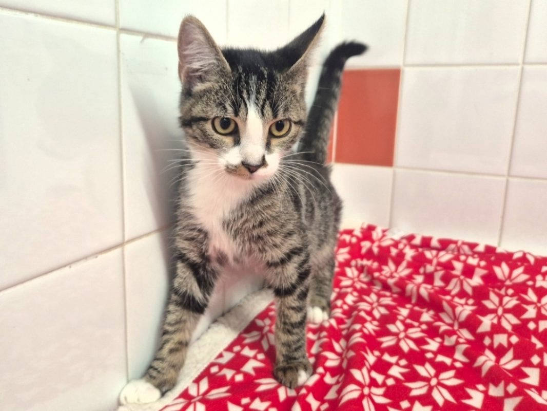 Chocapic - Chat Européen à adopter - photo 2