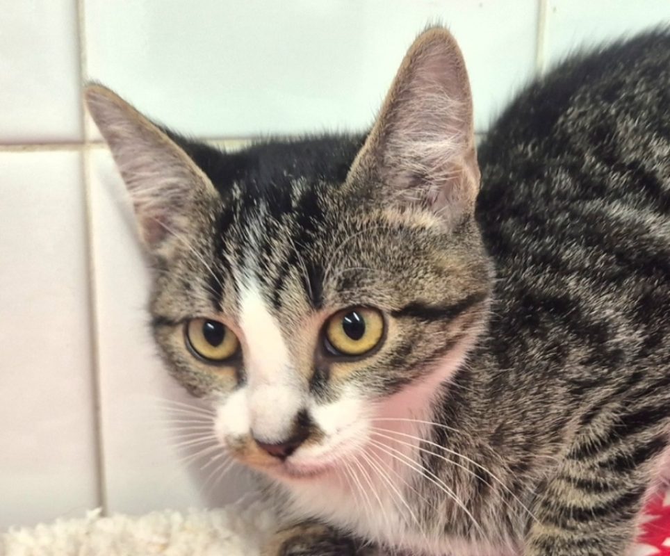 Chocapic - Chat Européen à adopter - photo 3