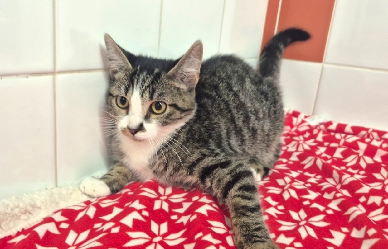 Chocapic - Chat Européen à adopter - photo 4
