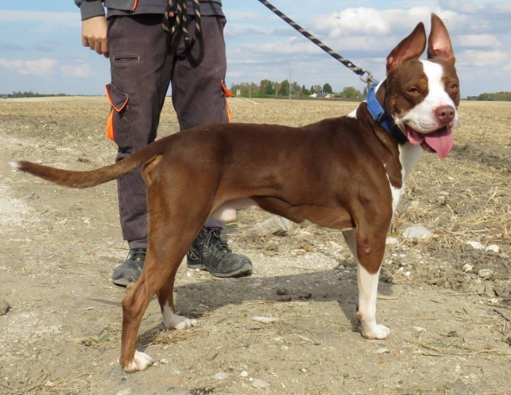 Atlas - Chien à adopter