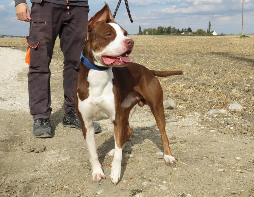 Atlas - Chien à adopter - photo 2