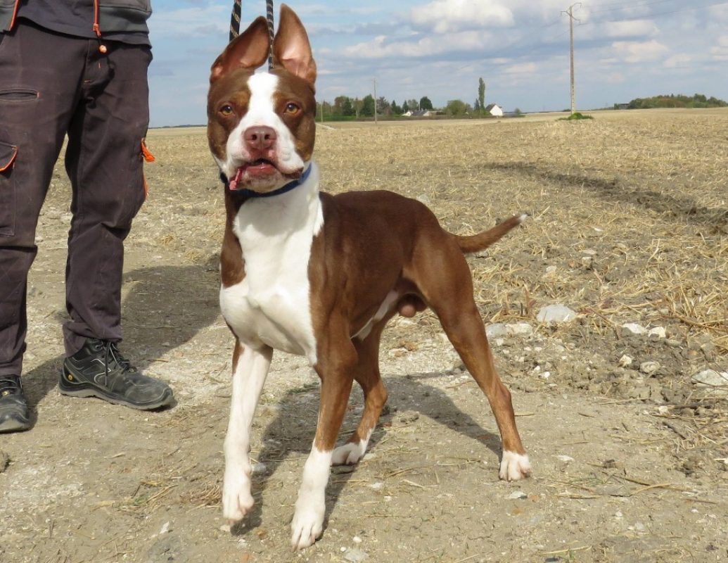 Atlas - Chien à adopter - photo 3
