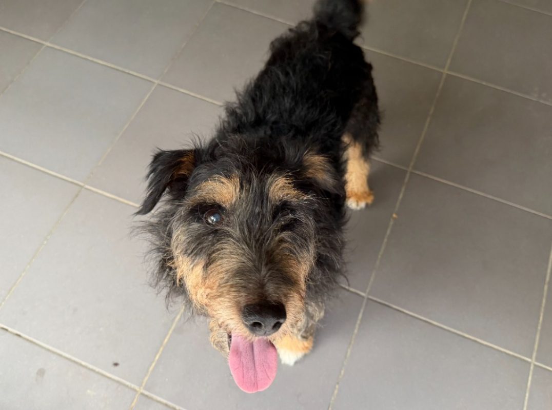 Leon - Chien à adopter