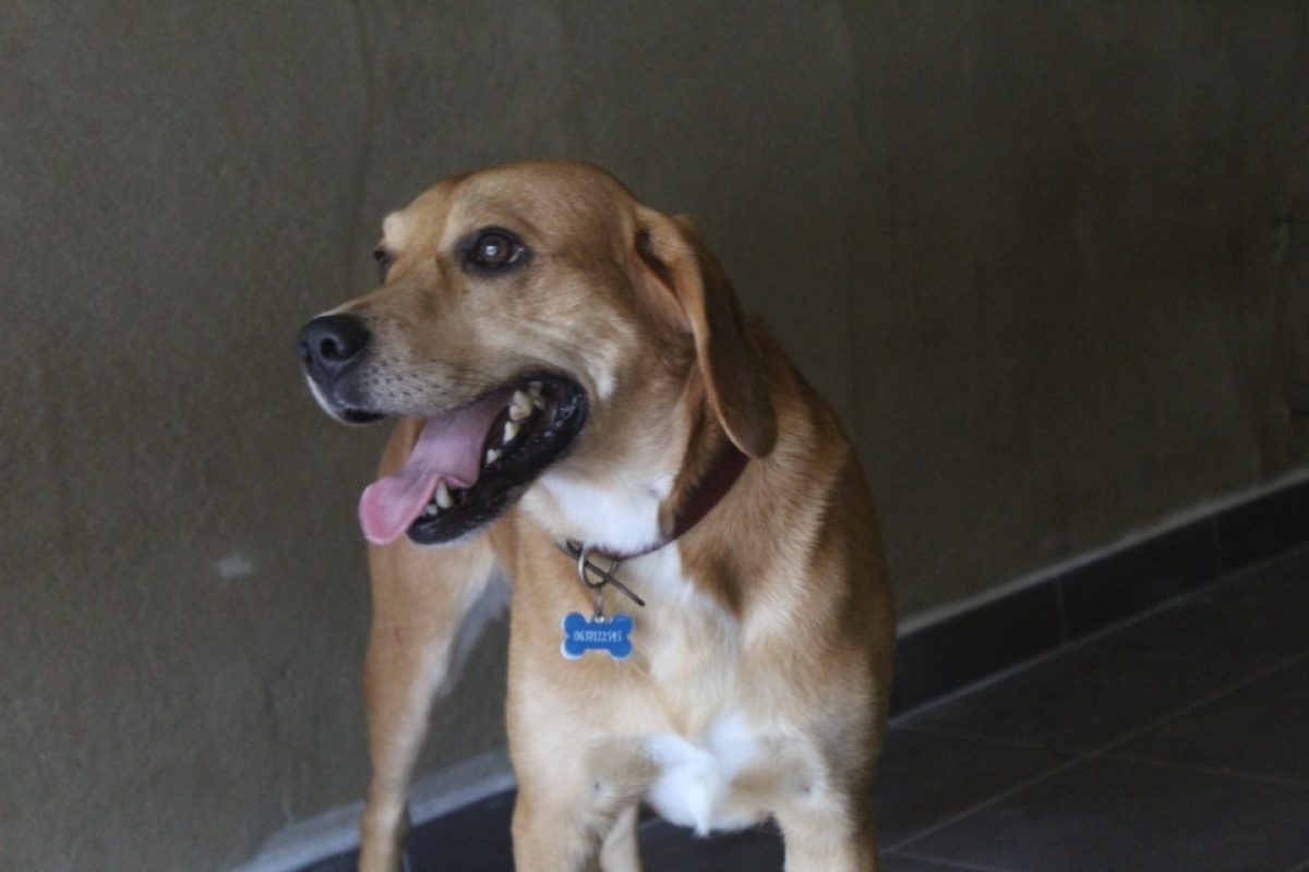 Silver - Chien Beagle à adopter