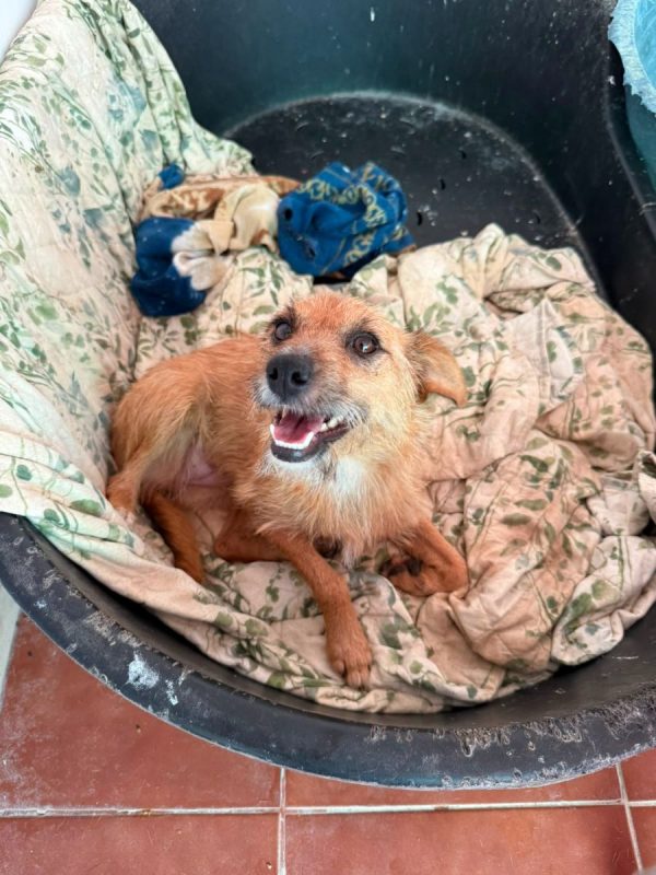 Jessie - Chien à adopter - photo 2