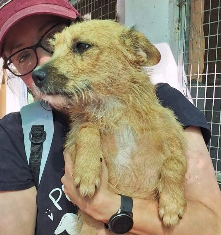 Jessie - Chien à adopter