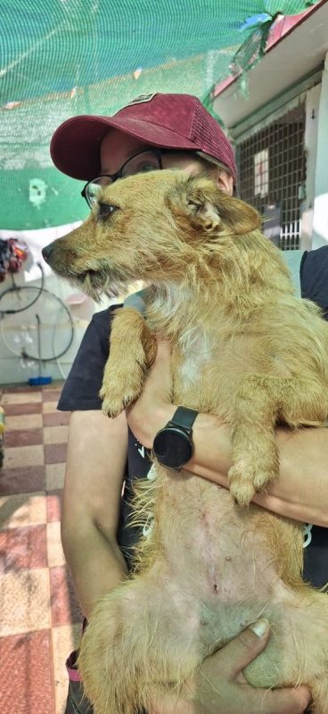 Jessie - Chien à adopter - photo 6