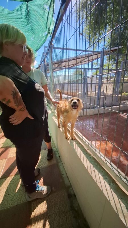Jessie - Chien à adopter - photo 3