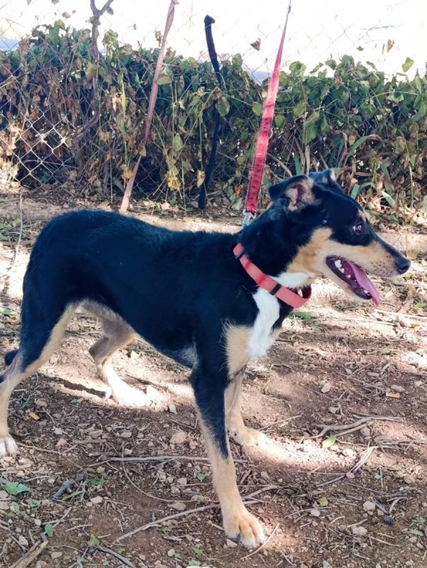 Estrella - Chien à adopter - photo 4