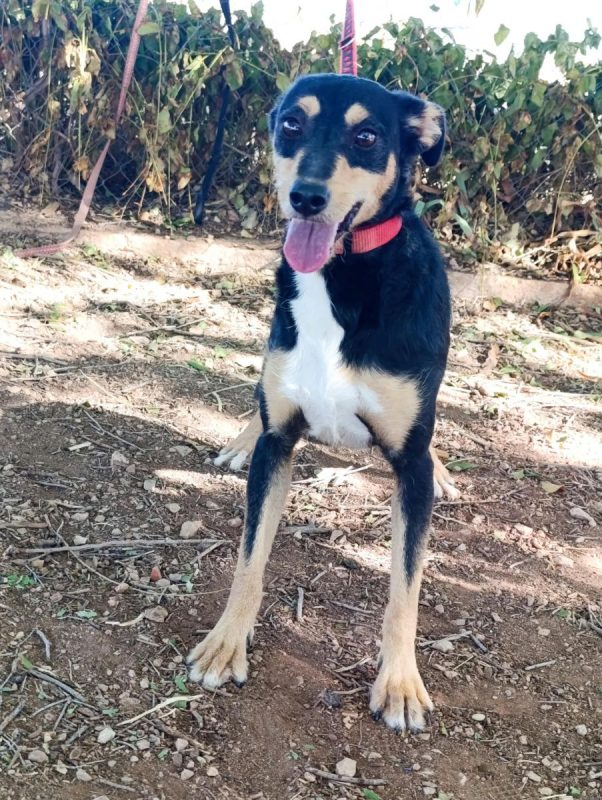 Estrella - Chien à adopter - photo 3