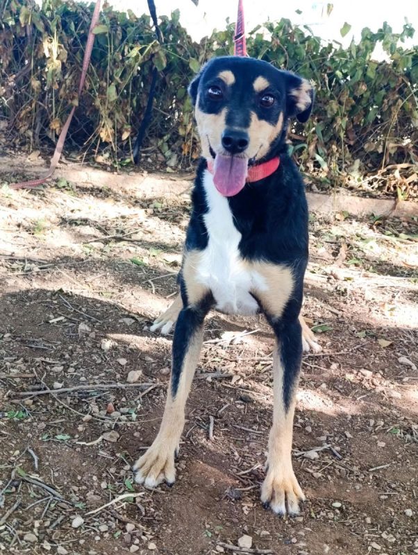 Estrella - Chien à adopter - photo 2