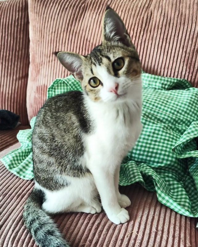 Doudou - Chat à adopter