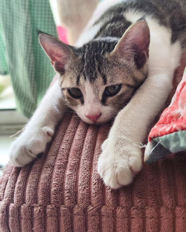 Doudou - Chat à adopter - photo 2