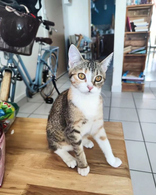 Lala - Chat à adopter