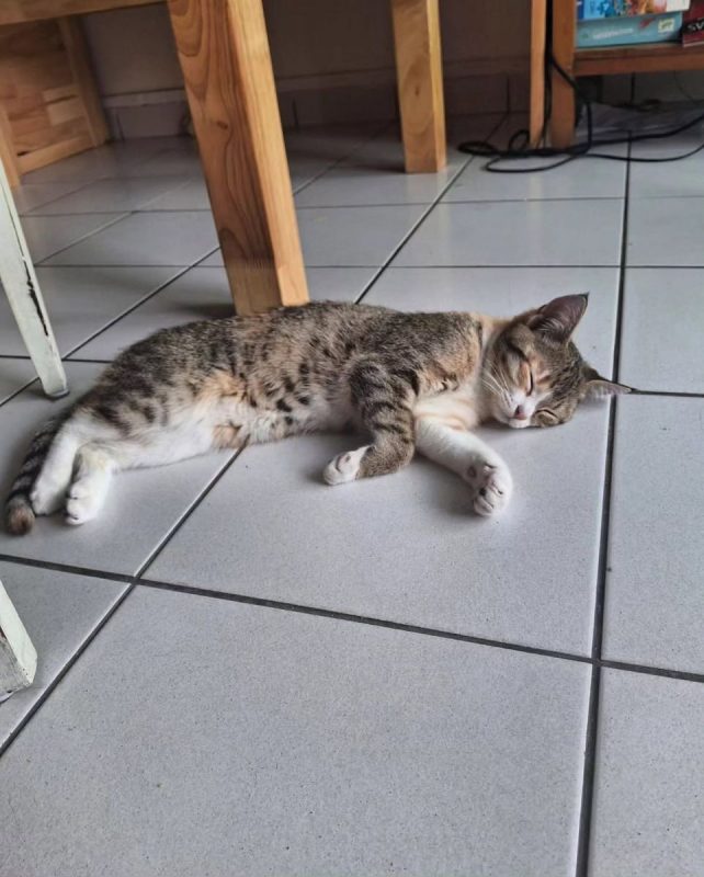 Lala - Chat à adopter - photo 2